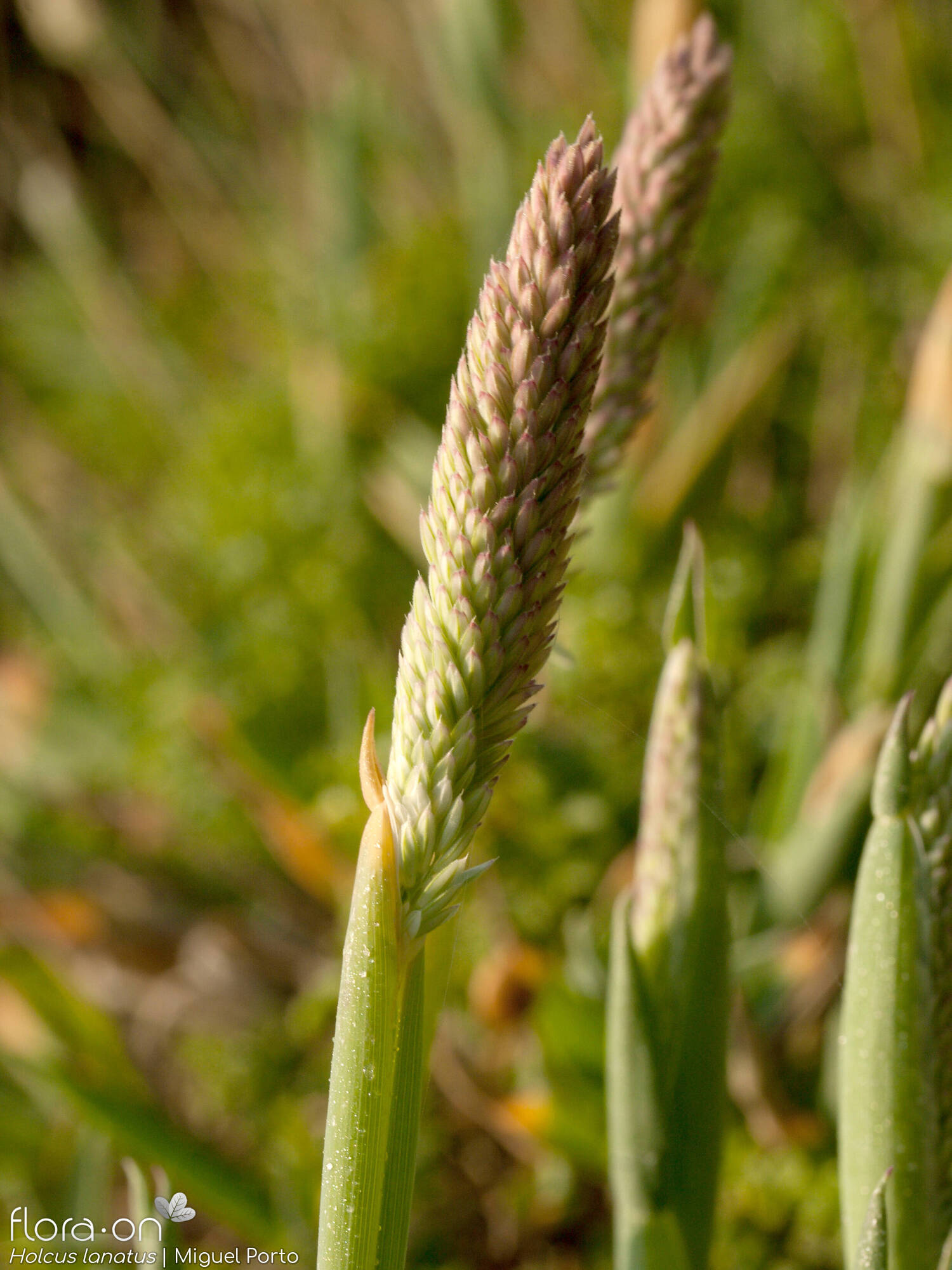 Holcus lanatus - Flor (geral) | Miguel Porto; CC BY-NC 4.0