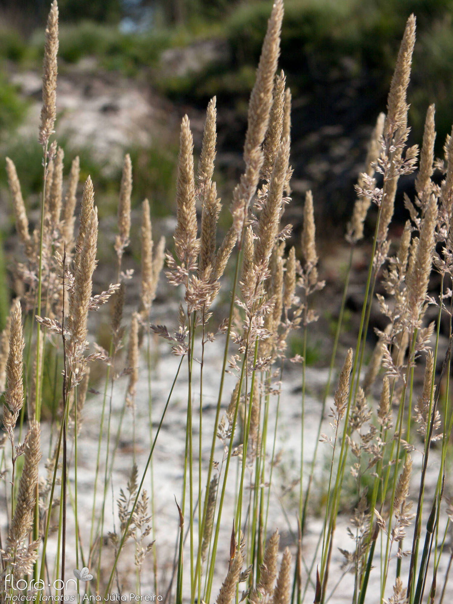 Holcus lanatus - Hábito | Ana Júlia Pereira; CC BY-NC 4.0