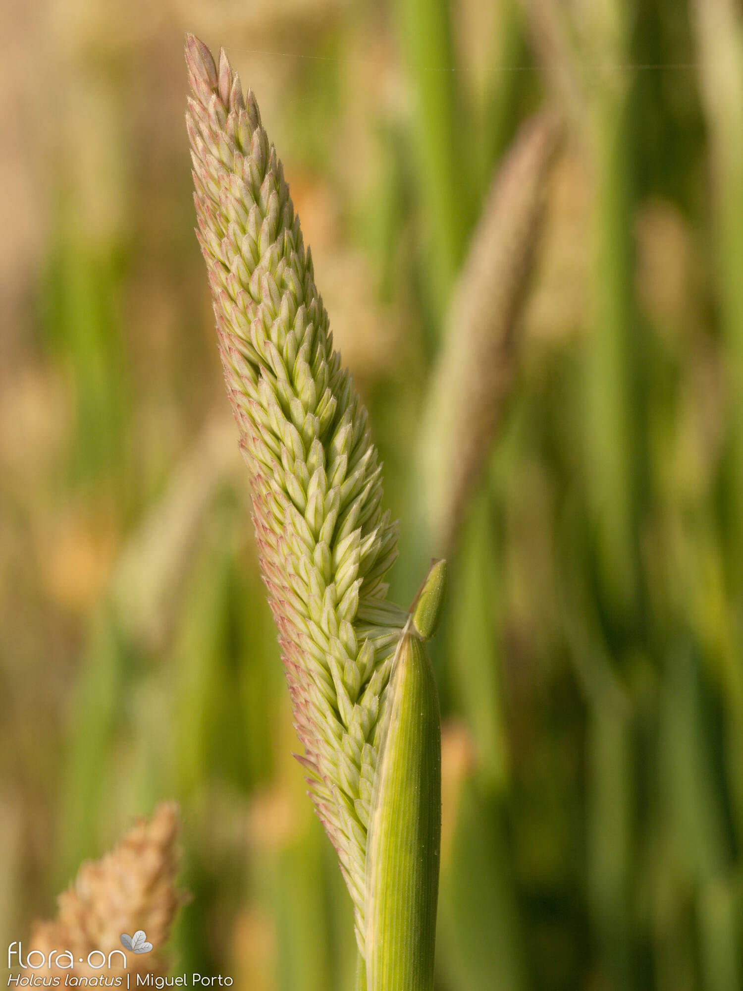 Holcus lanatus - Flor (geral) | Miguel Porto; CC BY-NC 4.0