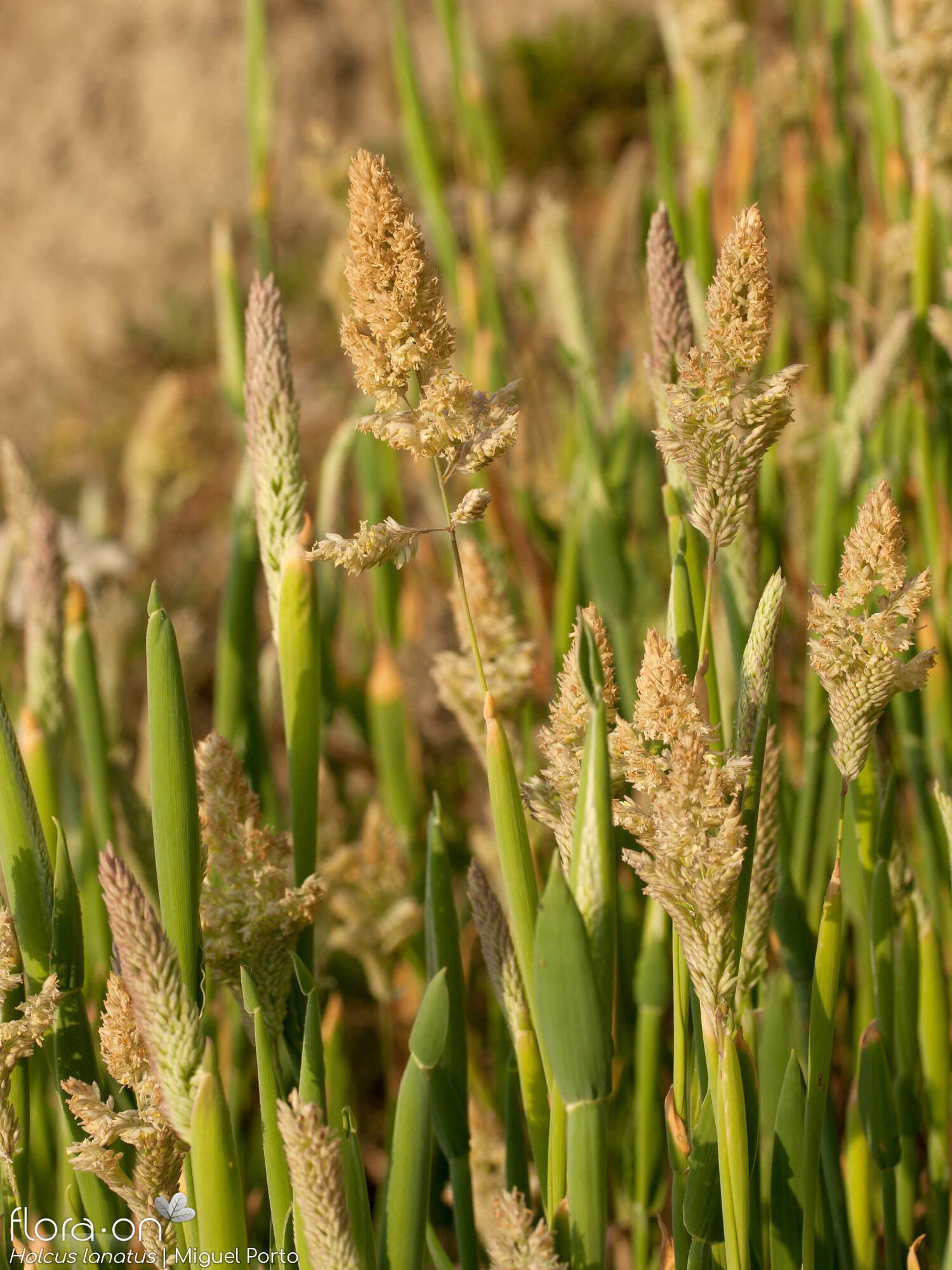 Holcus lanatus - Flor (geral) | Miguel Porto; CC BY-NC 4.0