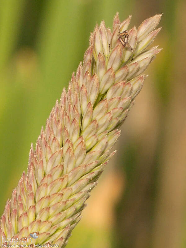 Holcus lanatus - Espigueta | Miguel Porto; CC BY-NC 4.0