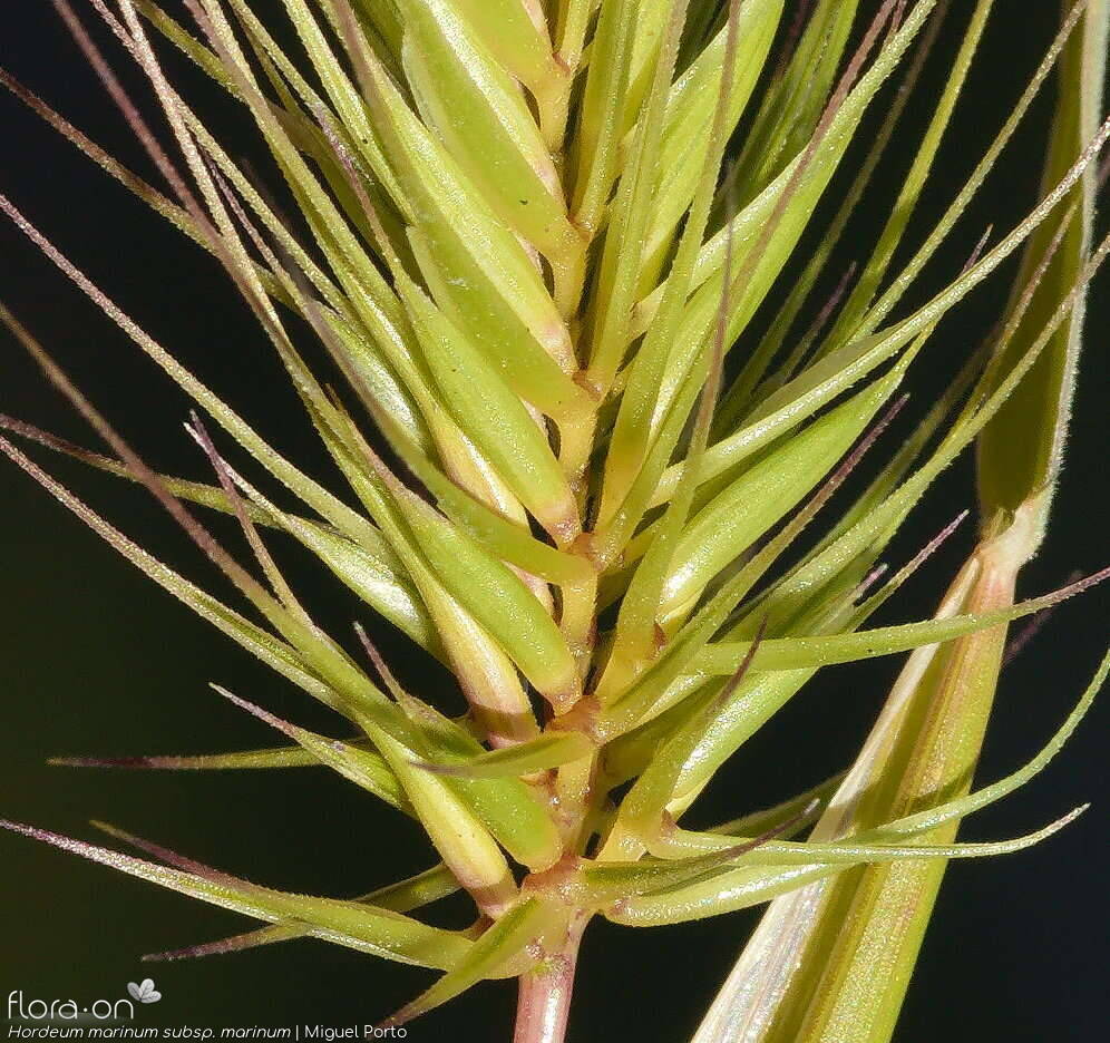 Hordeum marinum marinum - Espigueta | Miguel Porto; CC BY-NC 4.0