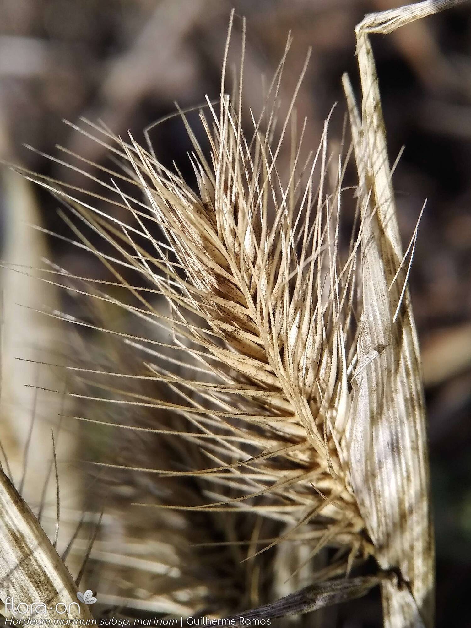 Hordeum marinum marinum - Fruto | Guilherme Ramos; CC BY-NC 4.0