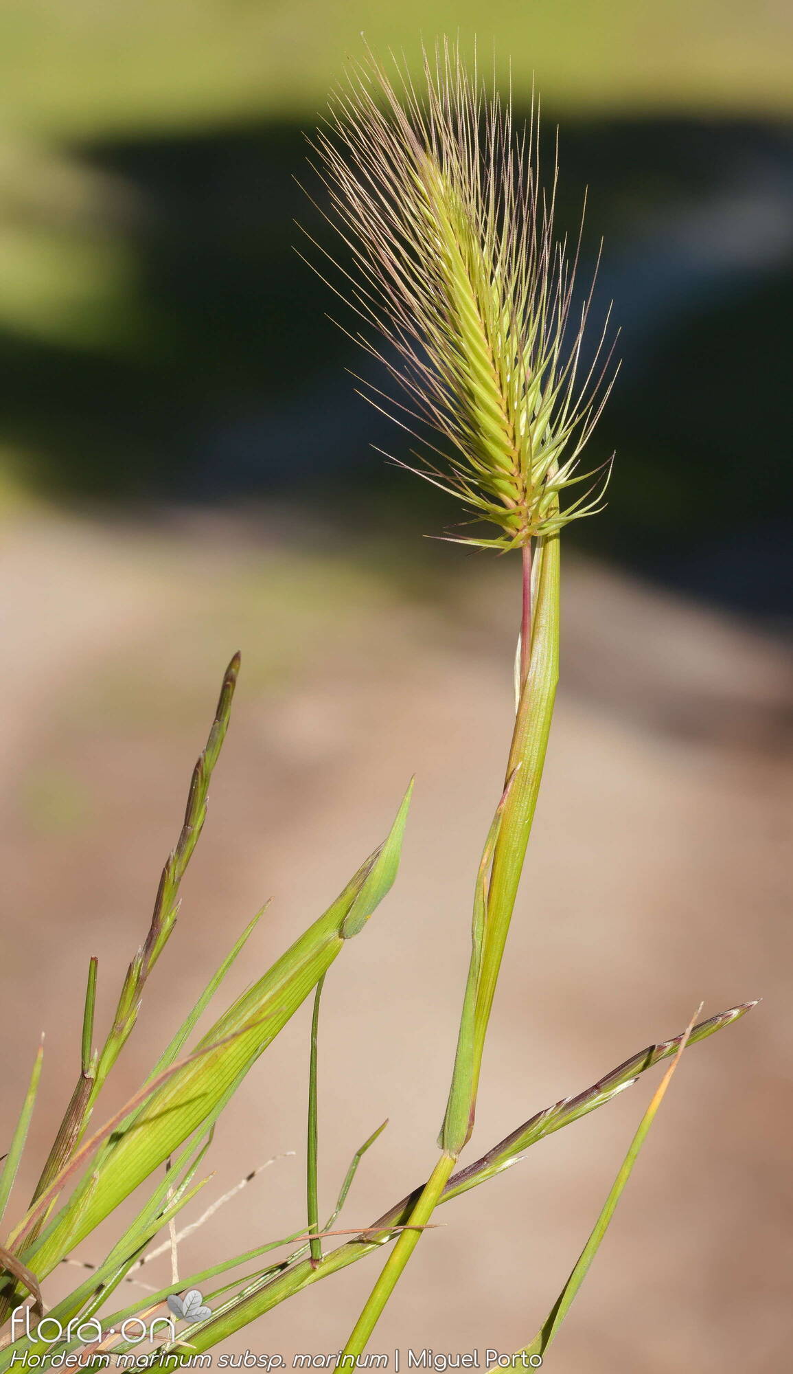 Hordeum marinum marinum - Hábito | Miguel Porto; CC BY-NC 4.0