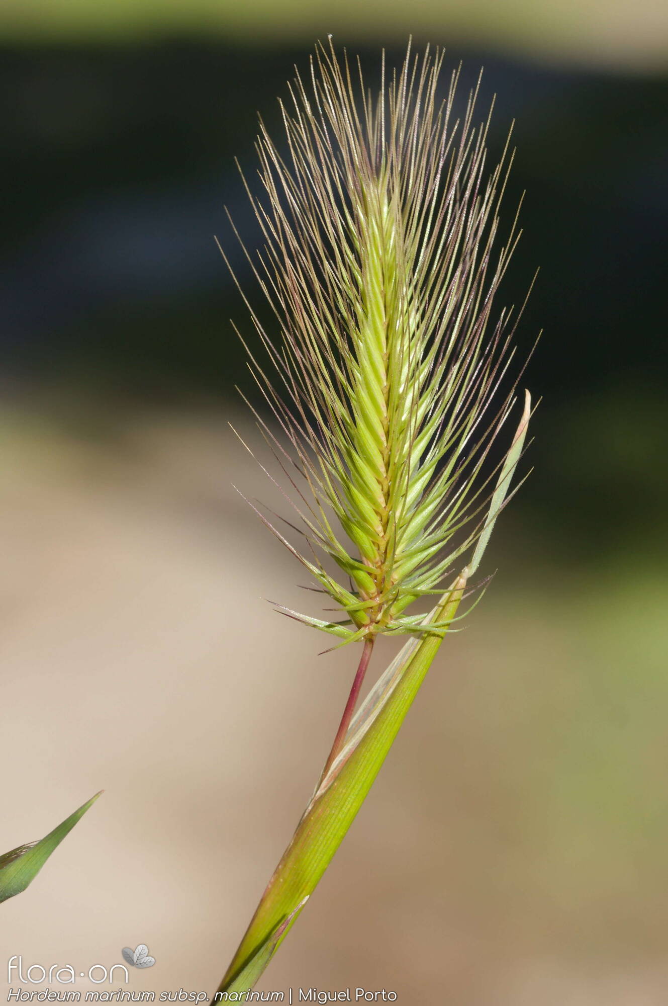 Hordeum marinum marinum - Flor (geral) | Miguel Porto; CC BY-NC 4.0
