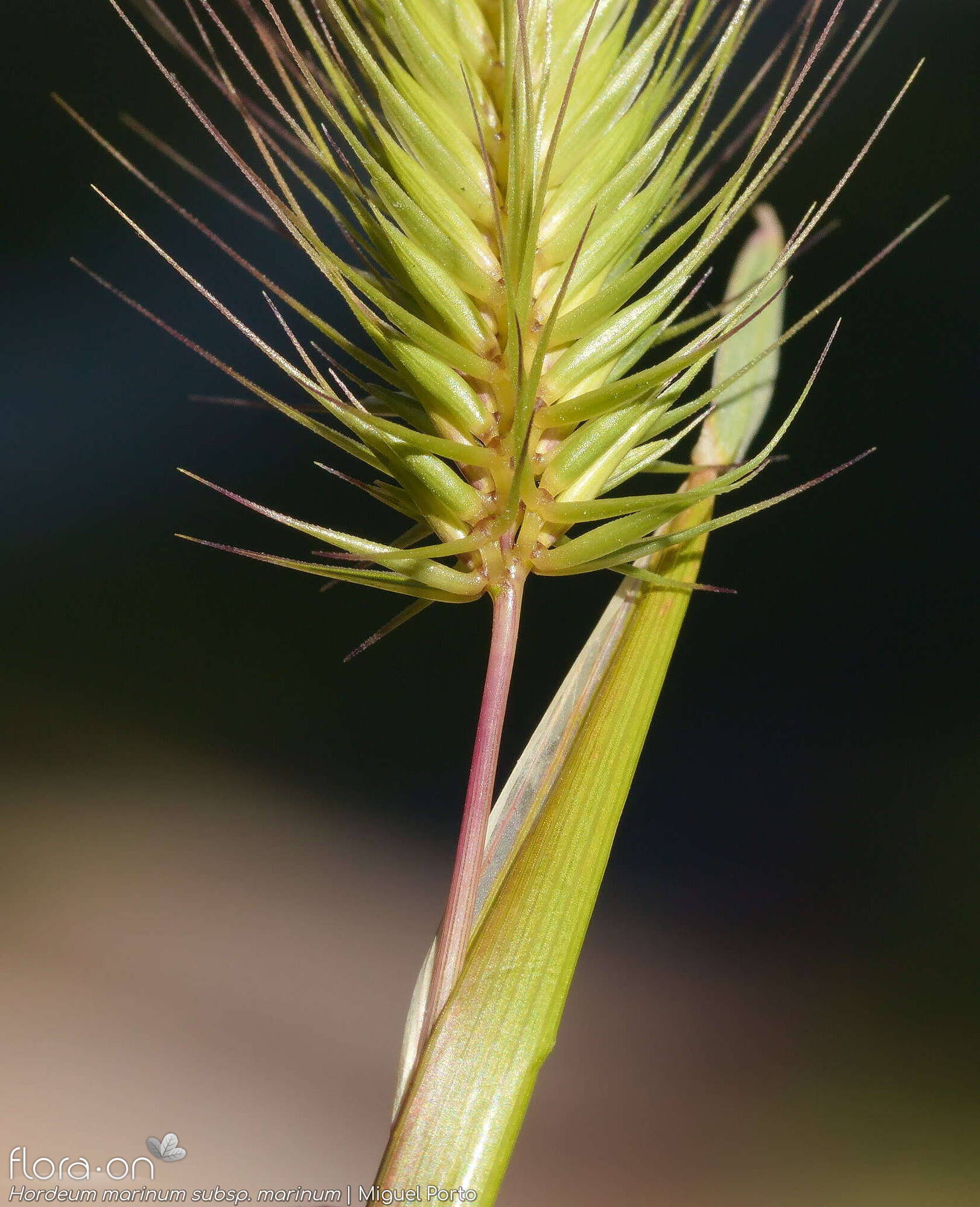 Hordeum marinum marinum - Espigueta | Miguel Porto; CC BY-NC 4.0