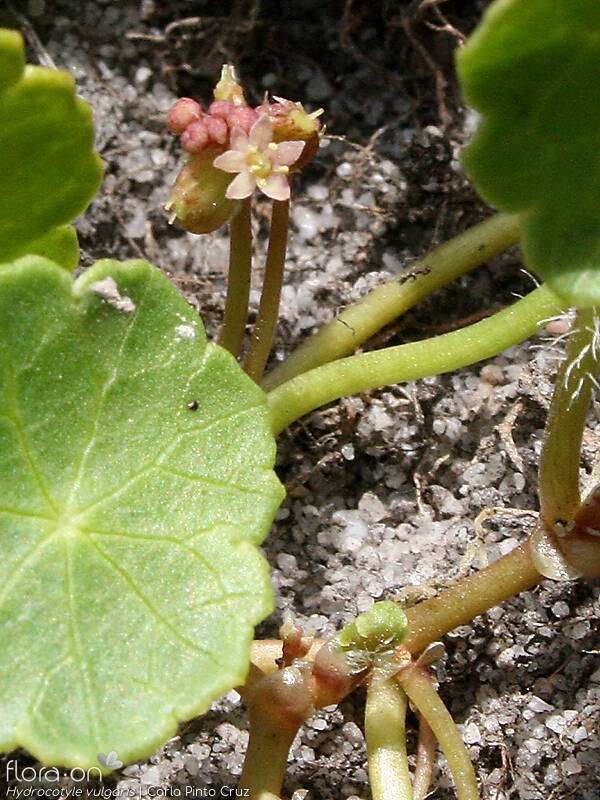 Hydrocotyle vulgaris - Flor (close-up) | Carla Pinto Cruz; CC BY-NC 4.0