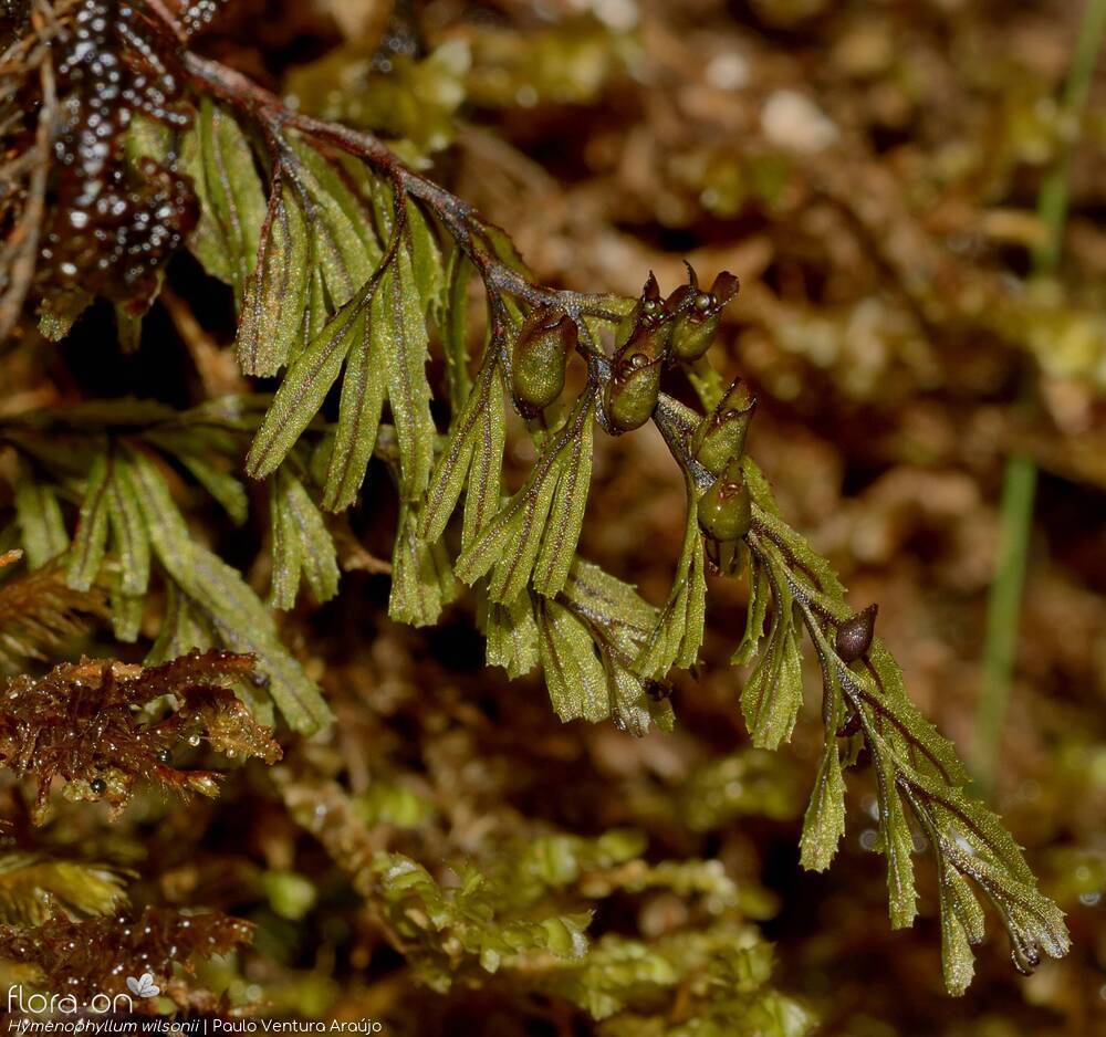 Hymenophyllaceae