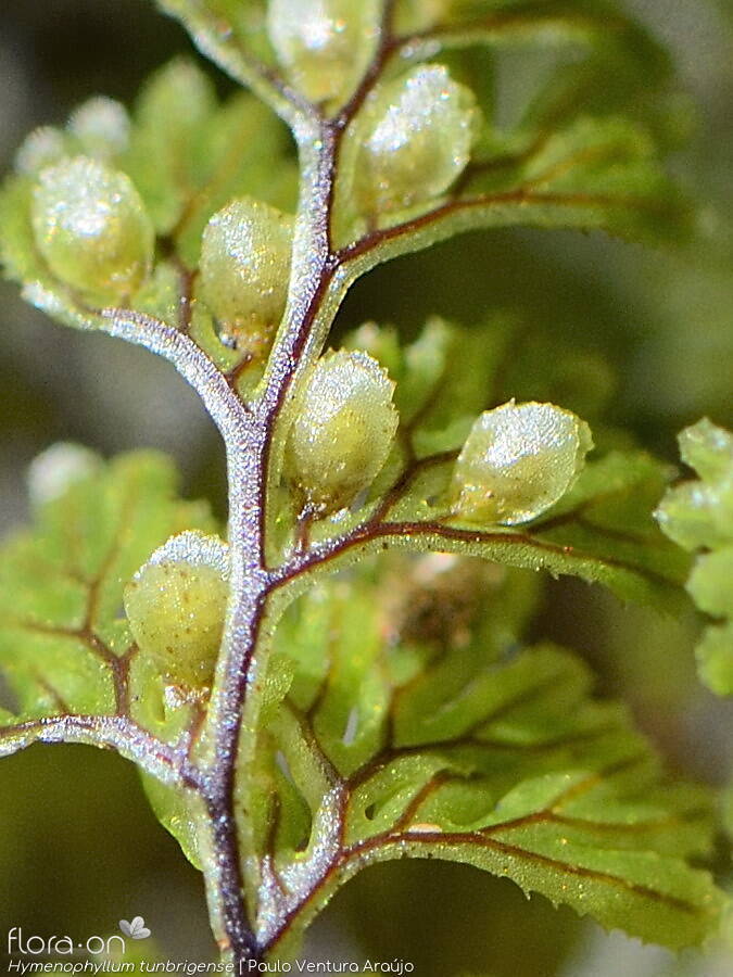 Hymenophyllum tunbrigense -  | Paulo Ventura Araújo; CC BY-NC 4.0