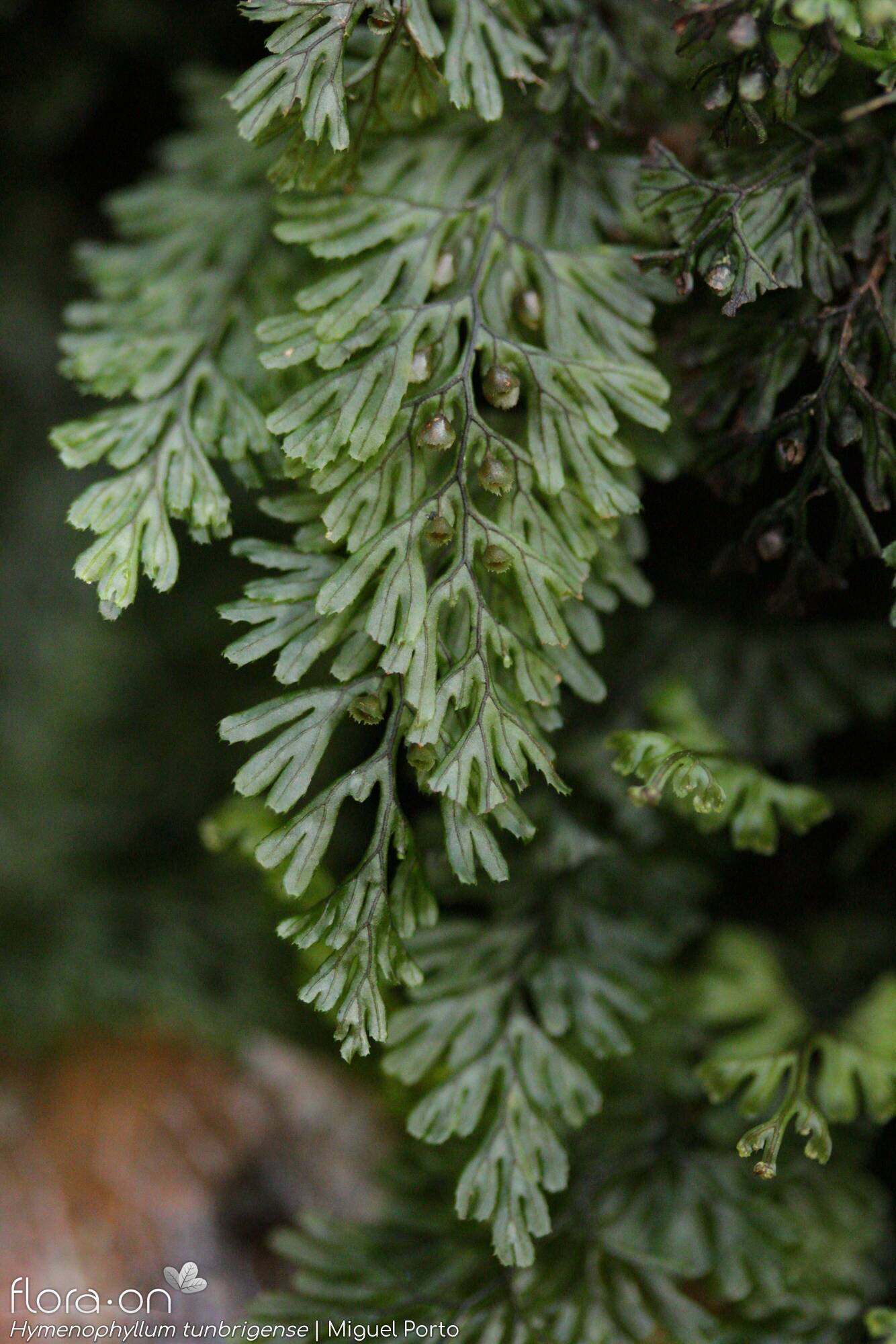 Hymenophyllum tunbrigense - Folha (geral) | Miguel Porto; CC BY-NC 4.0