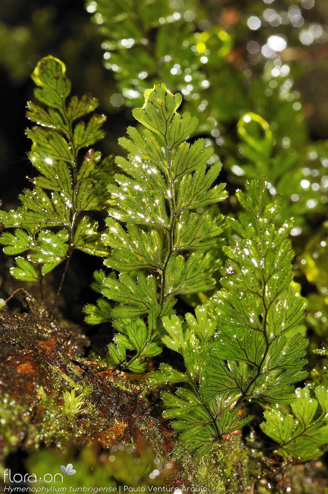 Hymenophyllum tunbrigense - Folha (geral) | Paulo Ventura Araújo; CC BY-NC 4.0
