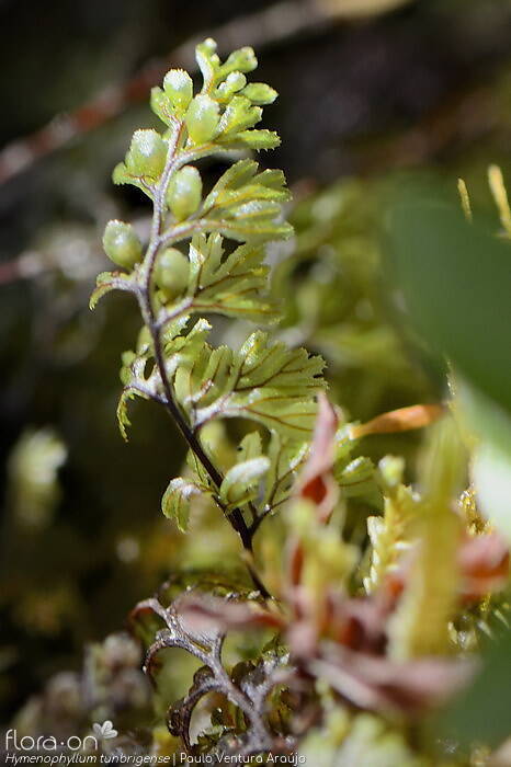 Hymenophyllum tunbrigense - Folha | Paulo Ventura Araújo; CC BY-NC 4.0