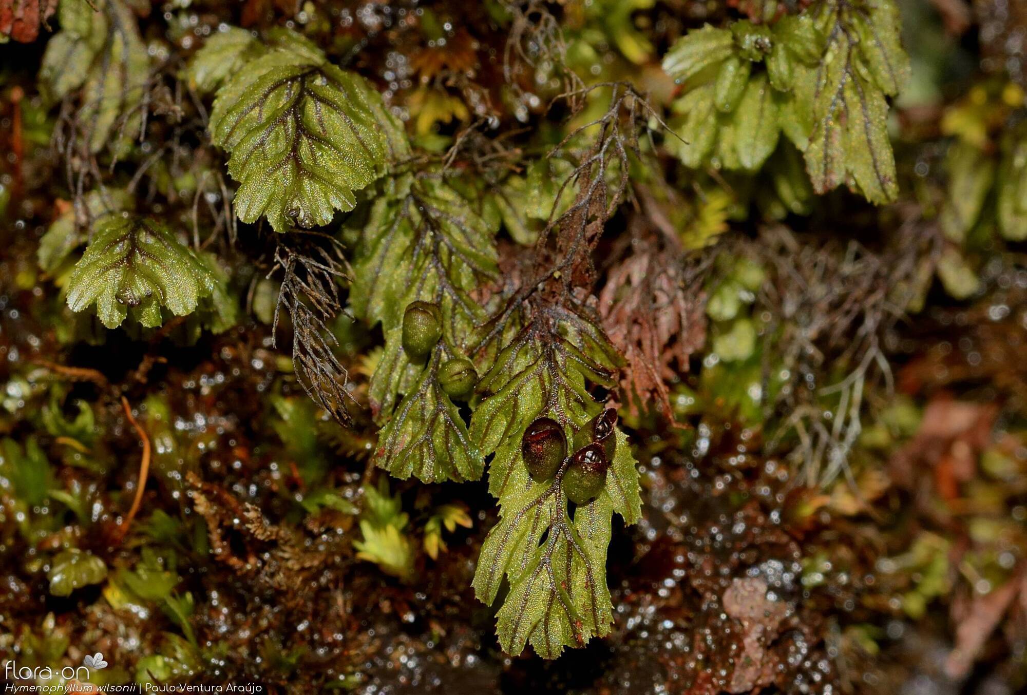Hymenophyllum wilsonii - Hábito | Paulo Ventura Araújo; CC BY-NC 4.0