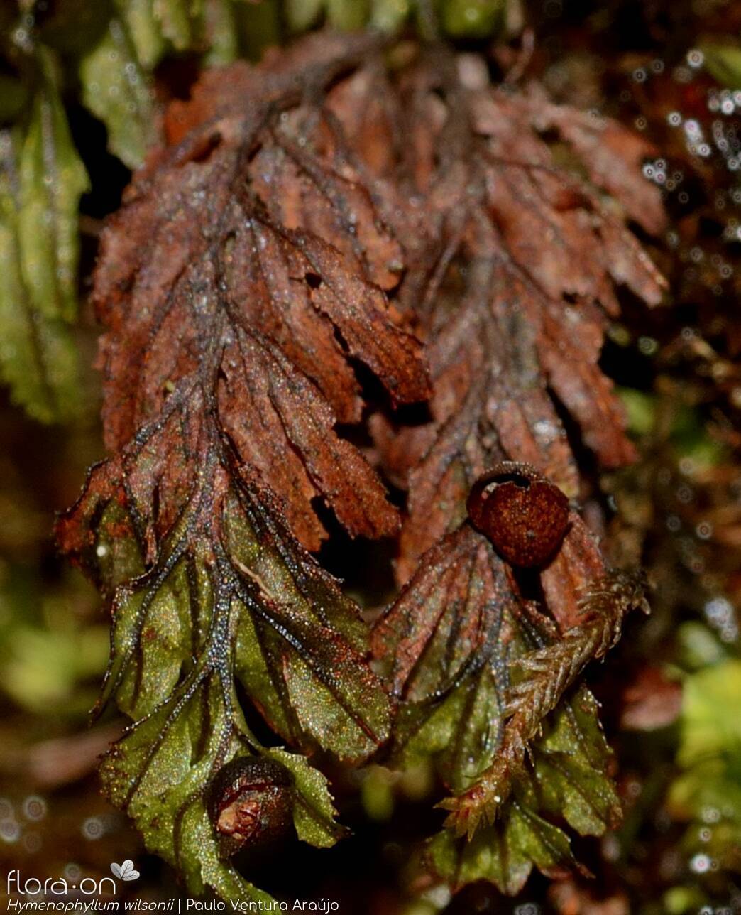 Hymenophyllum wilsonii - Folha | Paulo Ventura Araújo; CC BY-NC 4.0