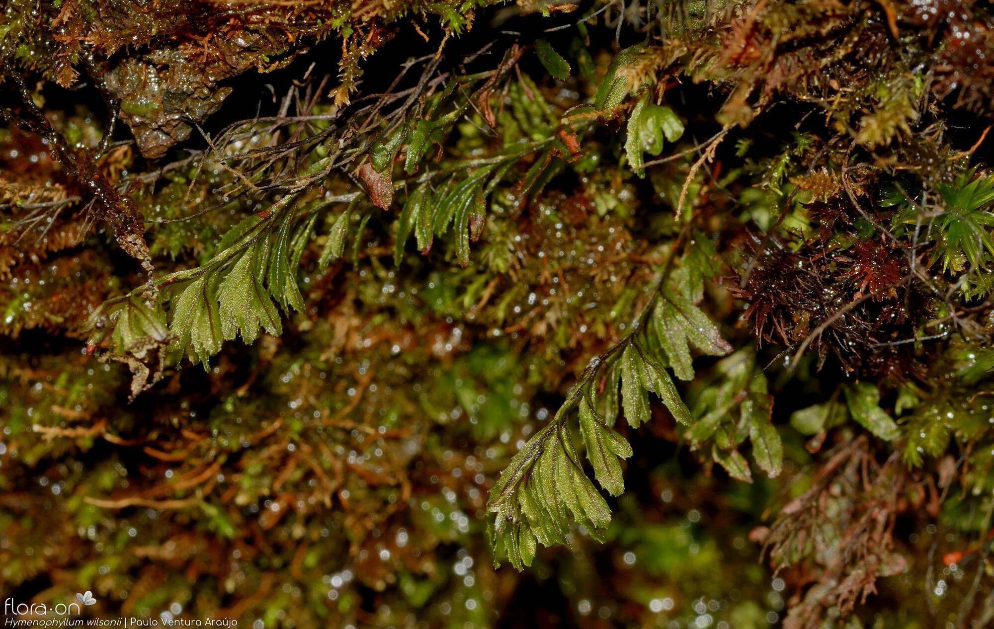 Hymenophyllum wilsonii - Folha (geral) | Paulo Ventura Araújo; CC BY-NC 4.0