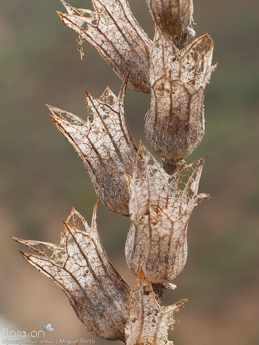 Hyoscyamus albus - Fruto | Miguel Porto; CC BY-NC 4.0