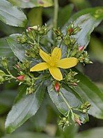 Hypericum glandulosum