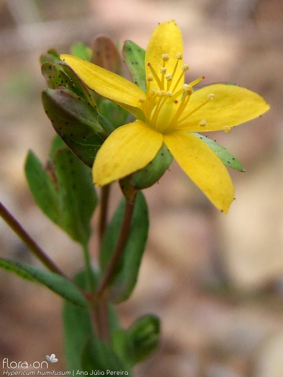 Hypericum humifusum - Flor (close-up) | Ana Júlia Pereira; CC BY-NC 4.0