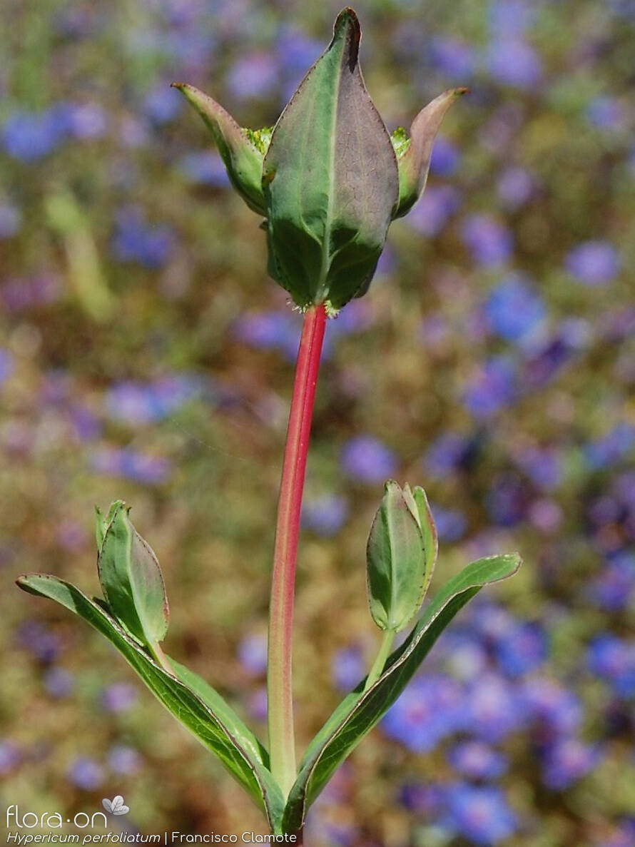 Hypericum perfoliatum - Folha (geral) | Francisco Clamote; CC BY-NC 4.0