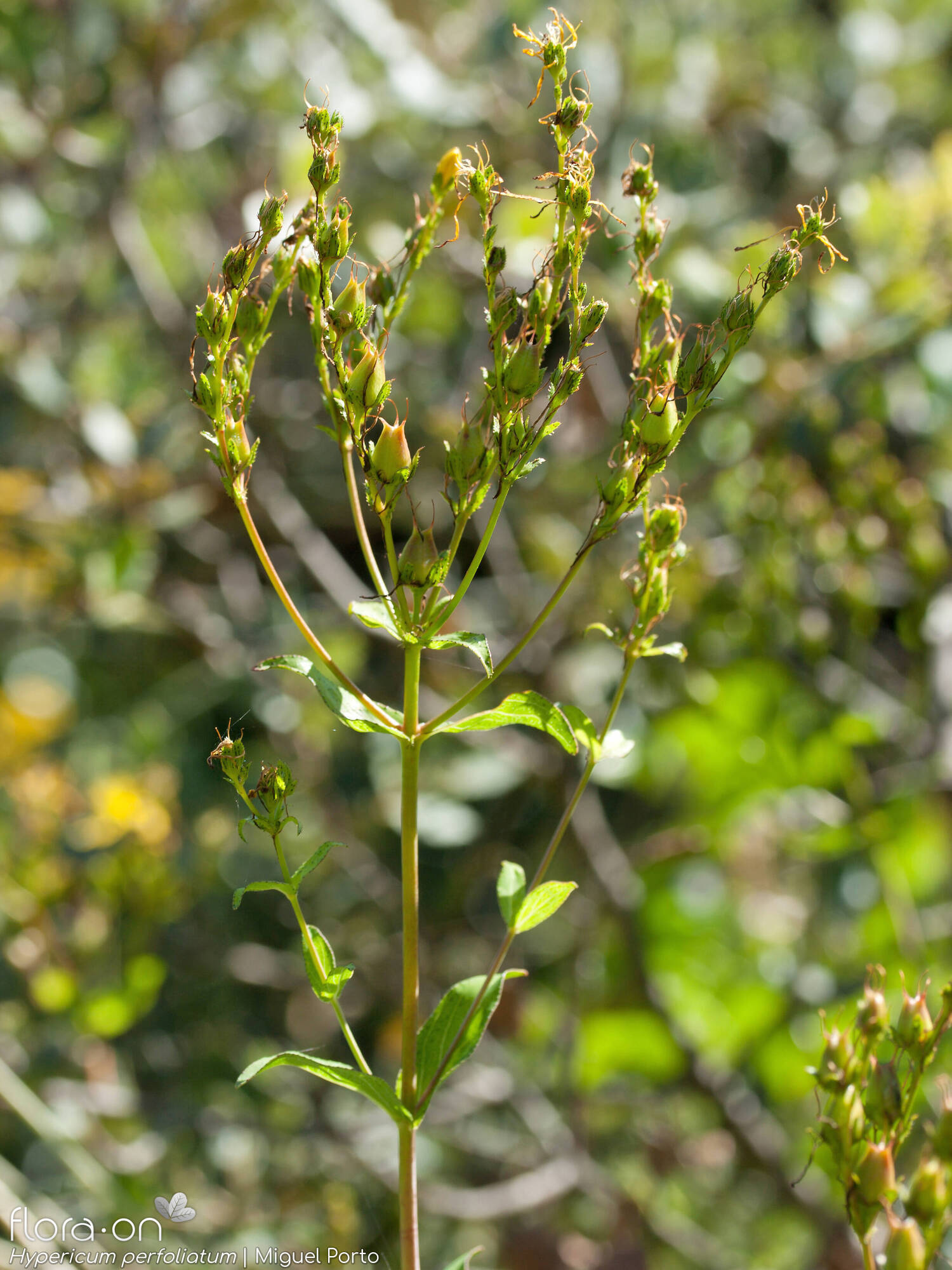 Hypericum perfoliatum - Flor (geral) | Miguel Porto; CC BY-NC 4.0