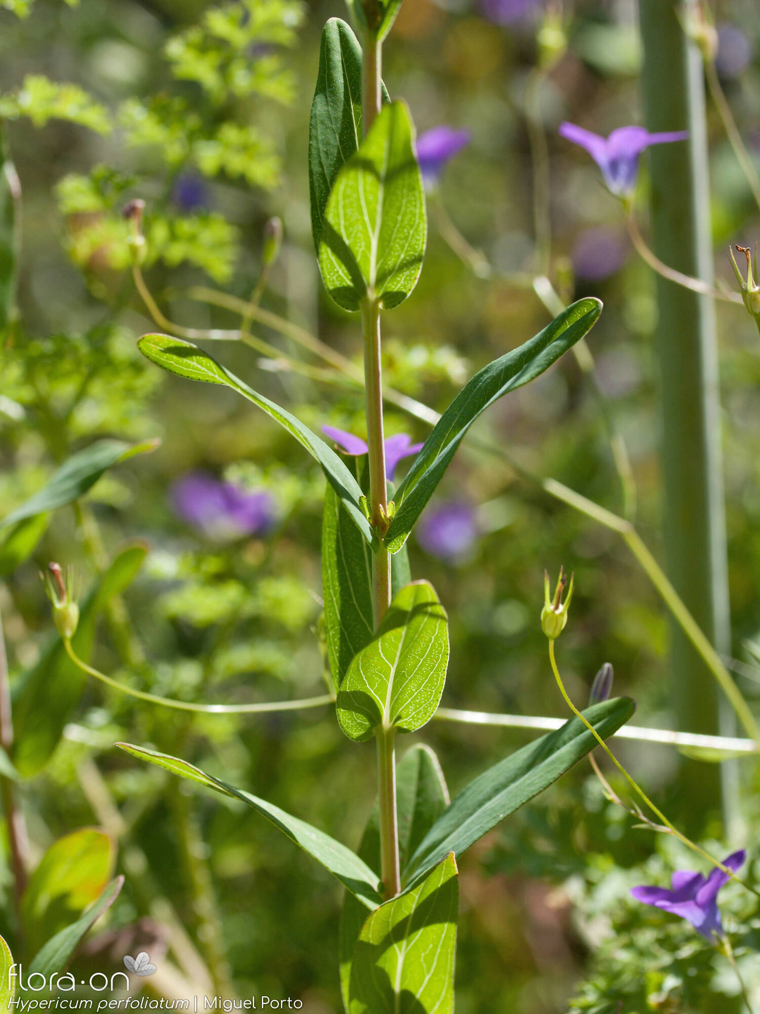 Hypericum perfoliatum - Folha (geral) | Miguel Porto; CC BY-NC 4.0
