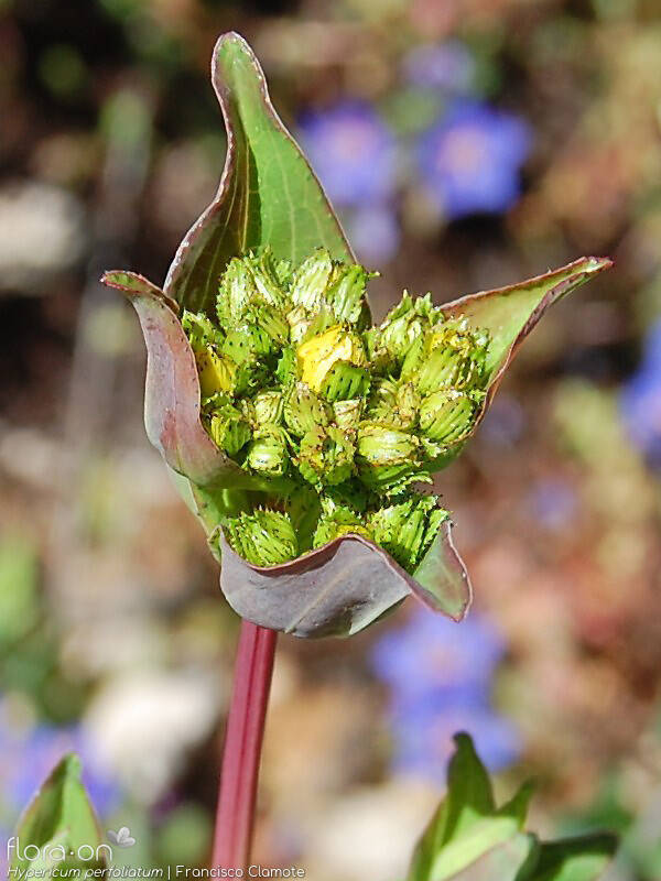 Hypericum perfoliatum - Flor (geral) | Francisco Clamote; CC BY-NC 4.0