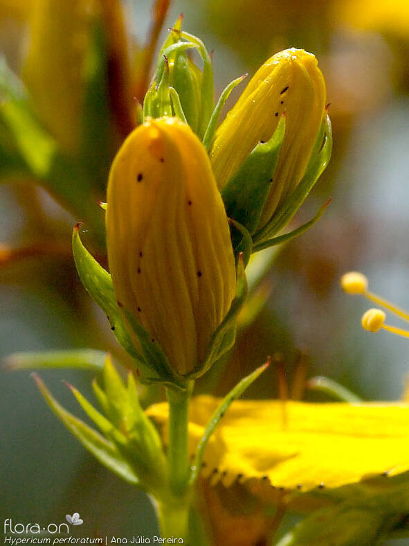 Hypericum perforatum - Flor (close-up) | Ana Júlia Pereira; CC BY-NC 4.0