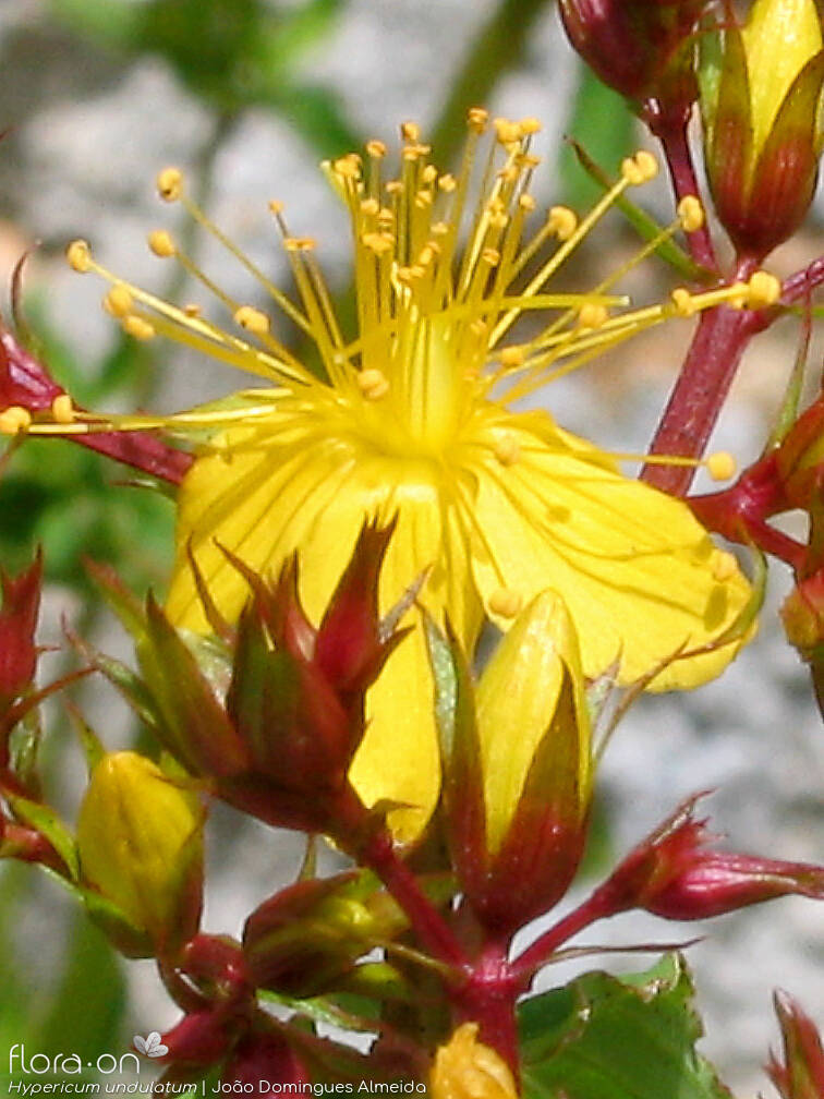 Hypericum undulatum - Flor (close-up) | João Domingues Almeida; CC BY-NC 4.0