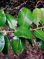Ilex perado