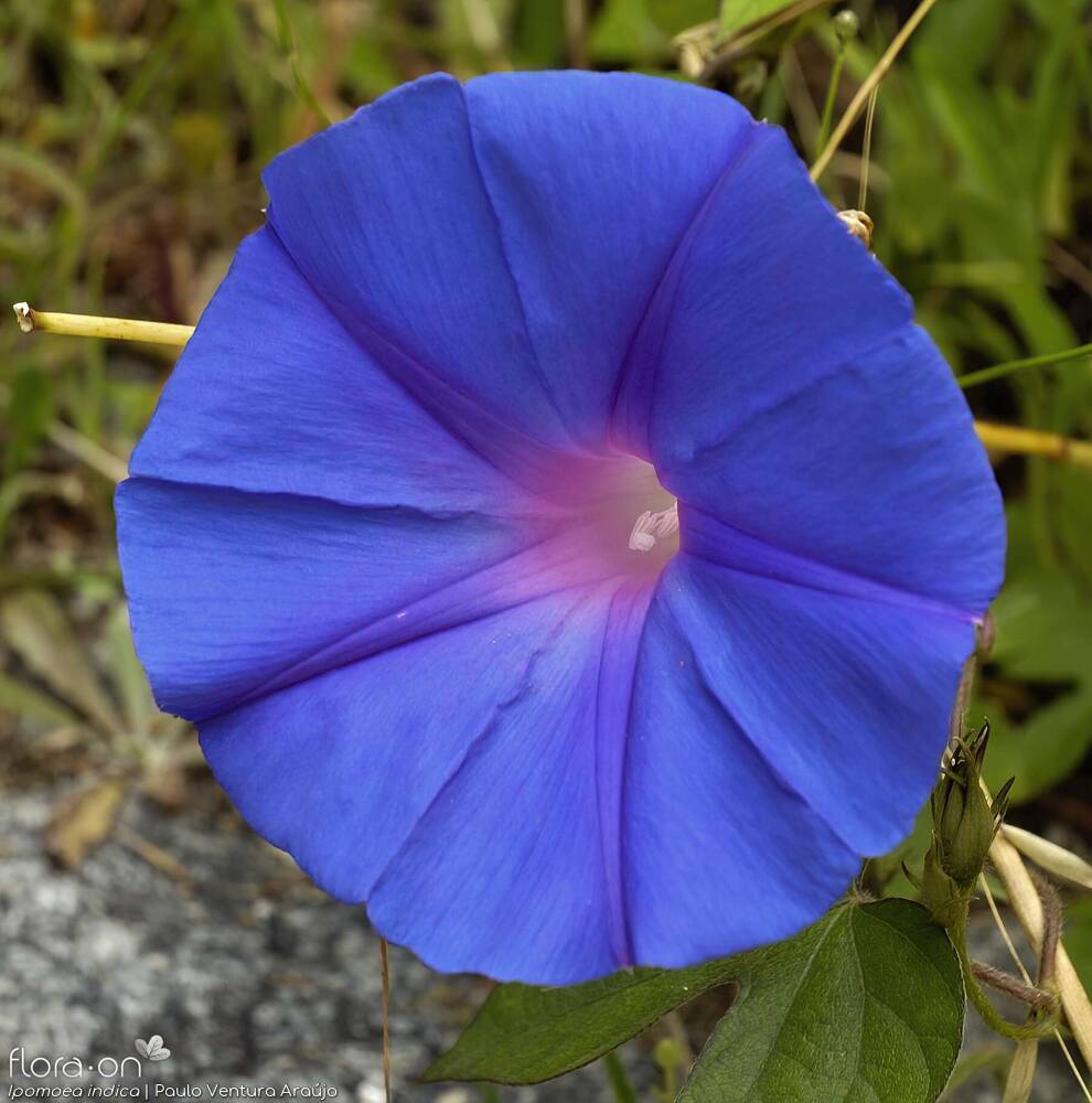 Ipomoea indica