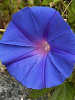 Ipomoea indica