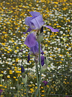 Iridaceae