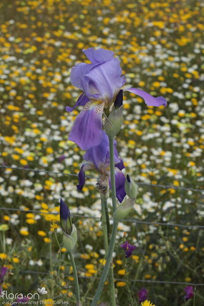 Iris germanica