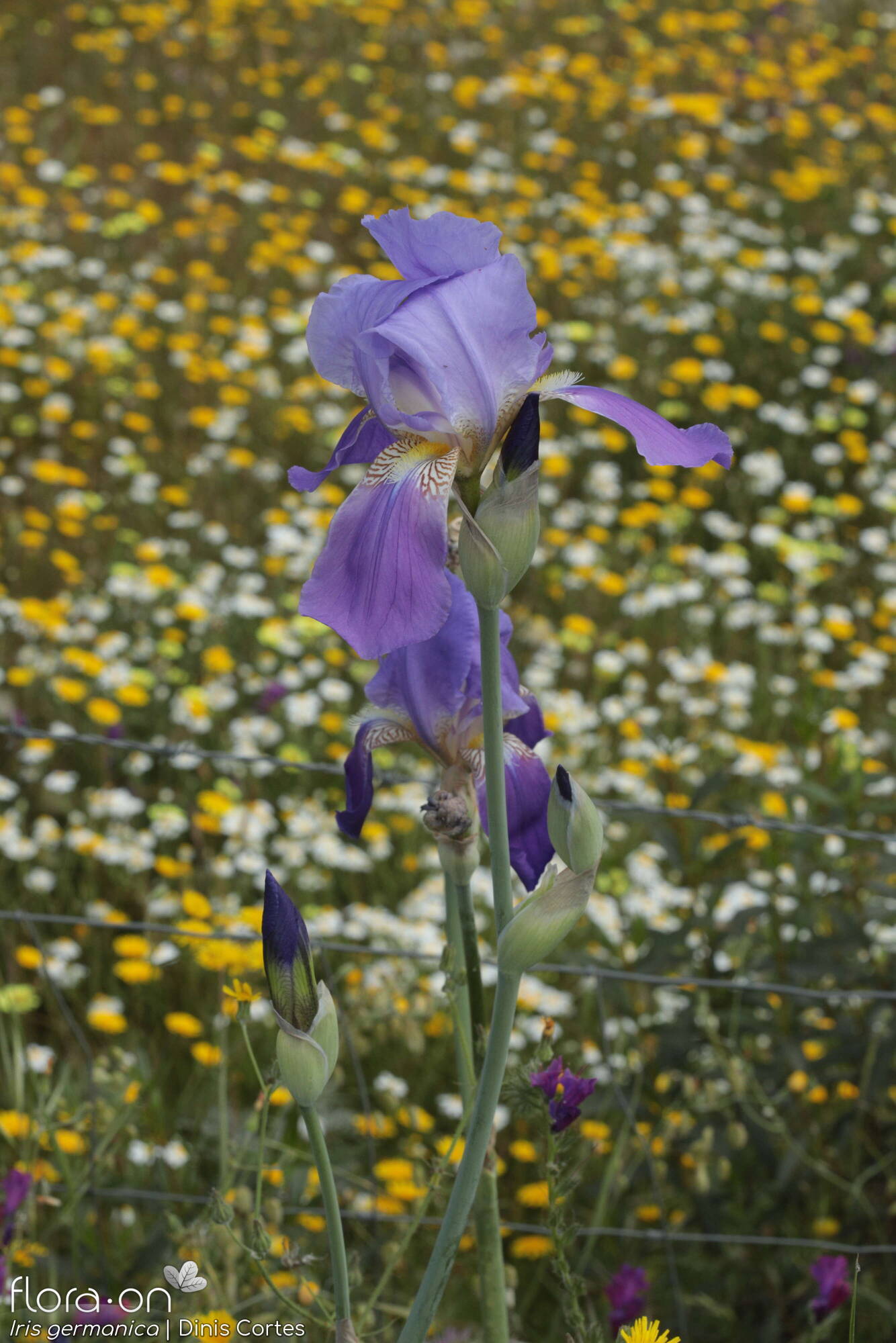 Iris germanica - Hábito | Dinis Cortes; CC BY-NC 4.0