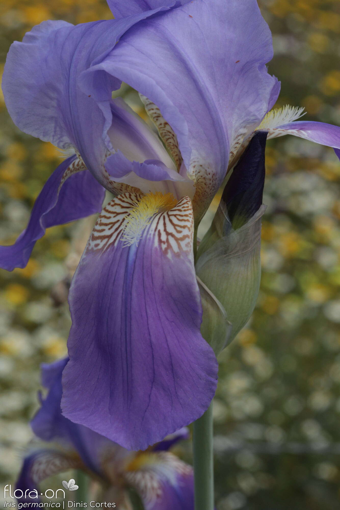 Iris germanica - Flor (close-up) | Dinis Cortes; CC BY-NC 4.0