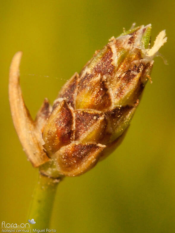 Isolepis cernua - Flor (close-up) | Miguel Porto; CC BY-NC 4.0