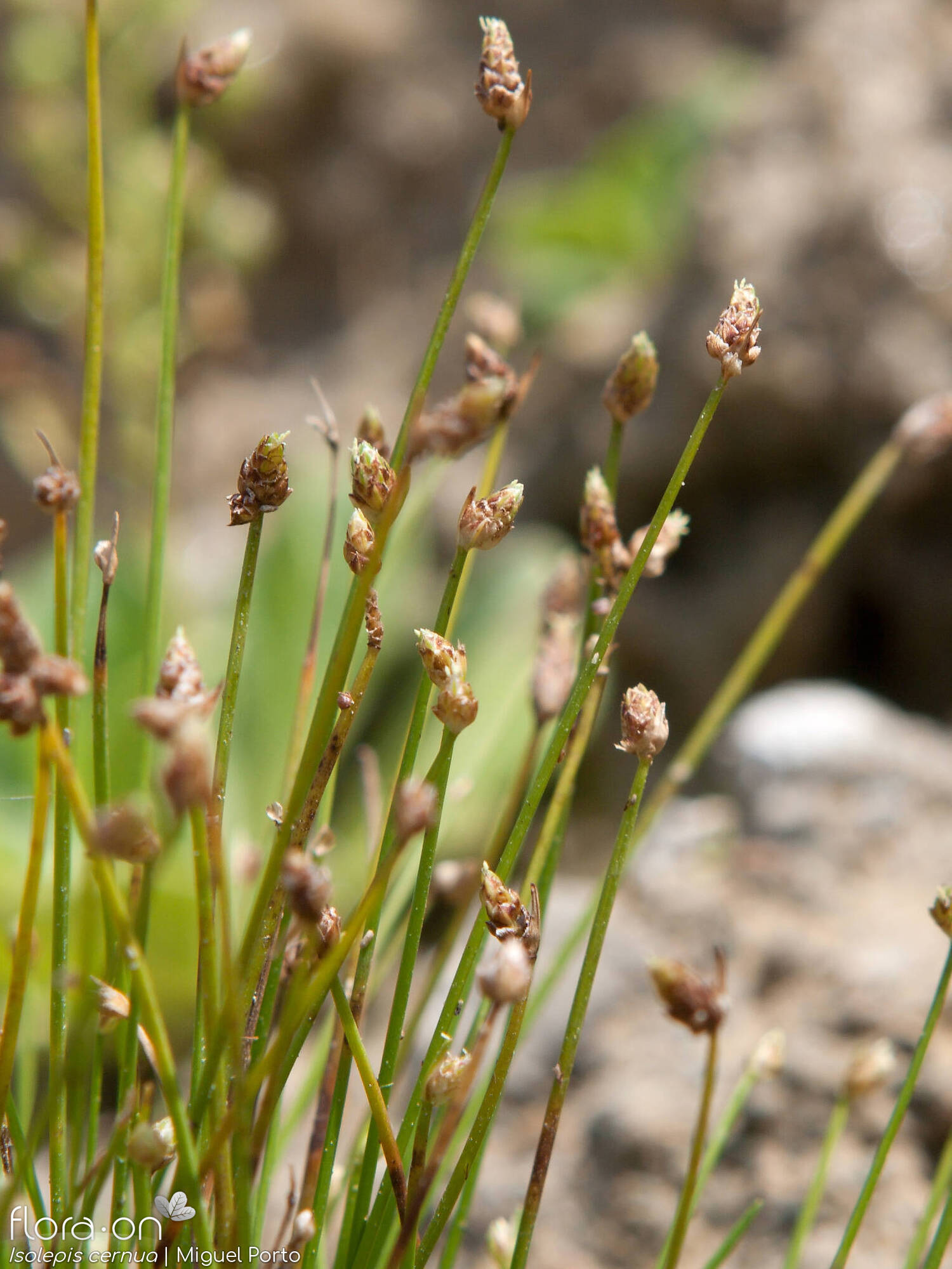 Isolepis cernua - Flor (geral) | Miguel Porto; CC BY-NC 4.0