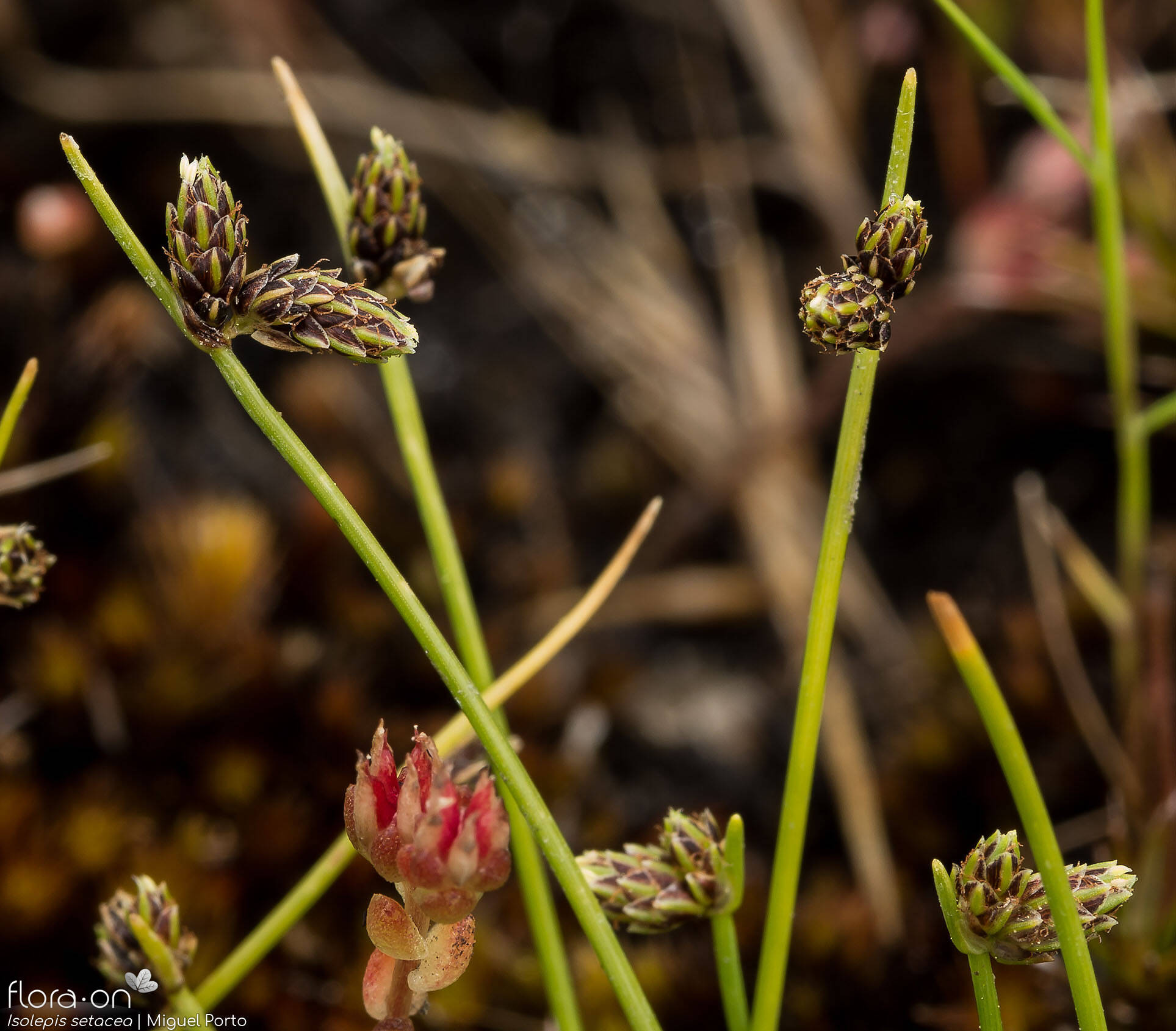 Isolepis setacea - Flor (geral) | Miguel Porto; CC BY-NC 4.0