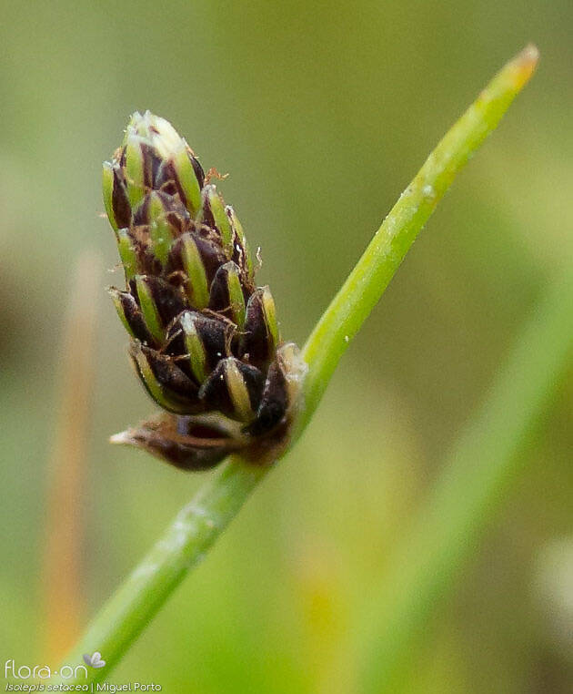 Isolepis setacea - Flor (close-up) | Miguel Porto; CC BY-NC 4.0