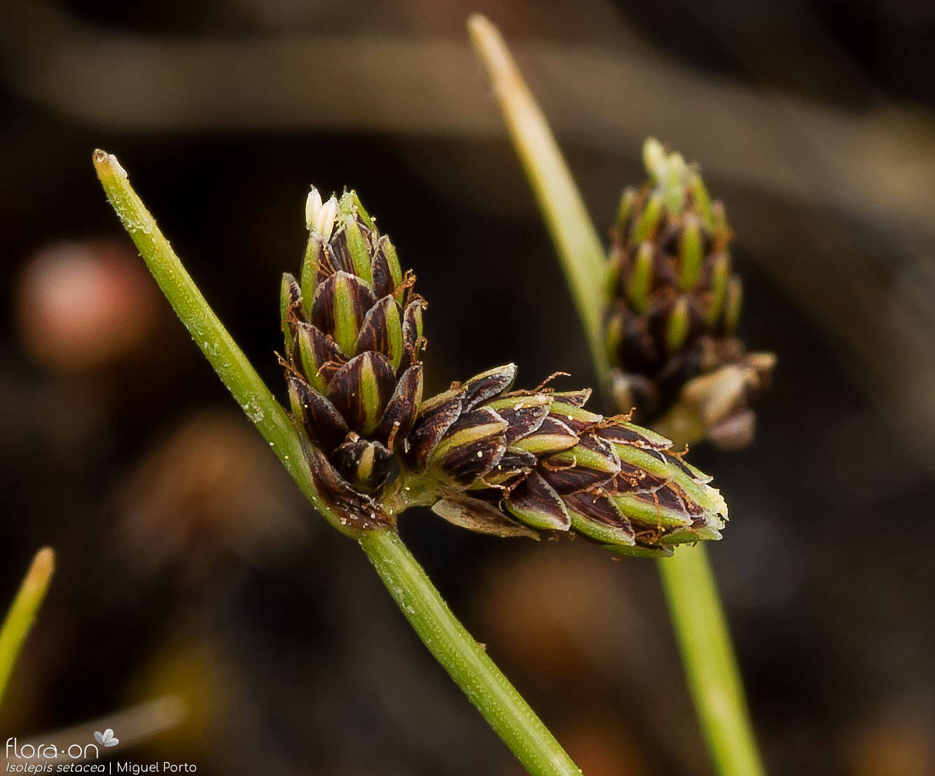 Isolepis setacea - Flor (close-up) | Miguel Porto; CC BY-NC 4.0