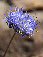 Jasione sessiliflora