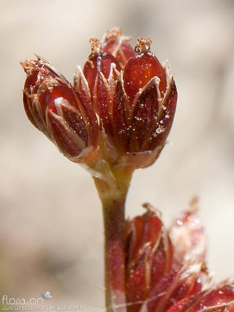 Juncus bulbosus - Flor (close-up) | Miguel Porto; CC BY-NC 4.0