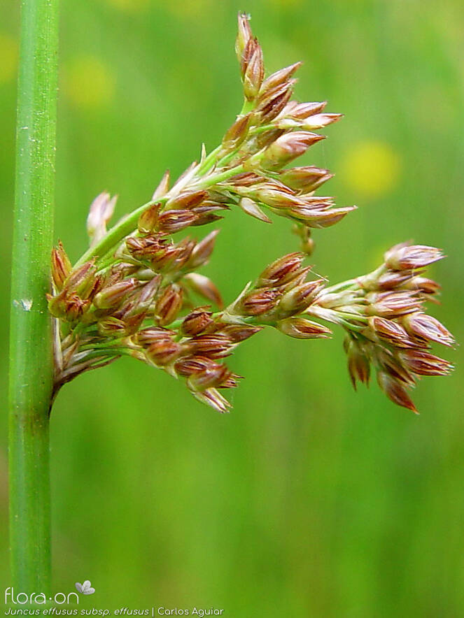 Juncus effusus effusus - Flor (close-up) | Carlos Aguiar; CC BY-NC 4.0