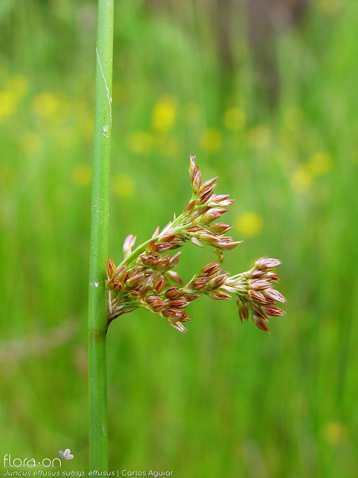Juncus effusus effusus - Flor (geral) | Carlos Aguiar; CC BY-NC 4.0