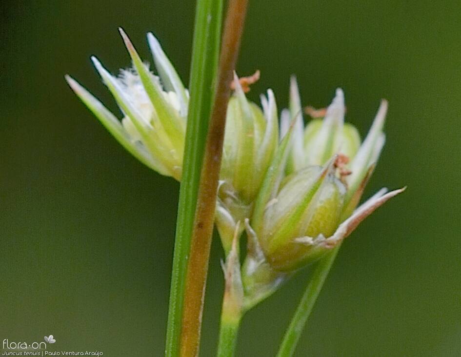 Juncus tenuis - Flor (close-up) | Paulo Ventura Araújo; CC BY-NC 4.0
