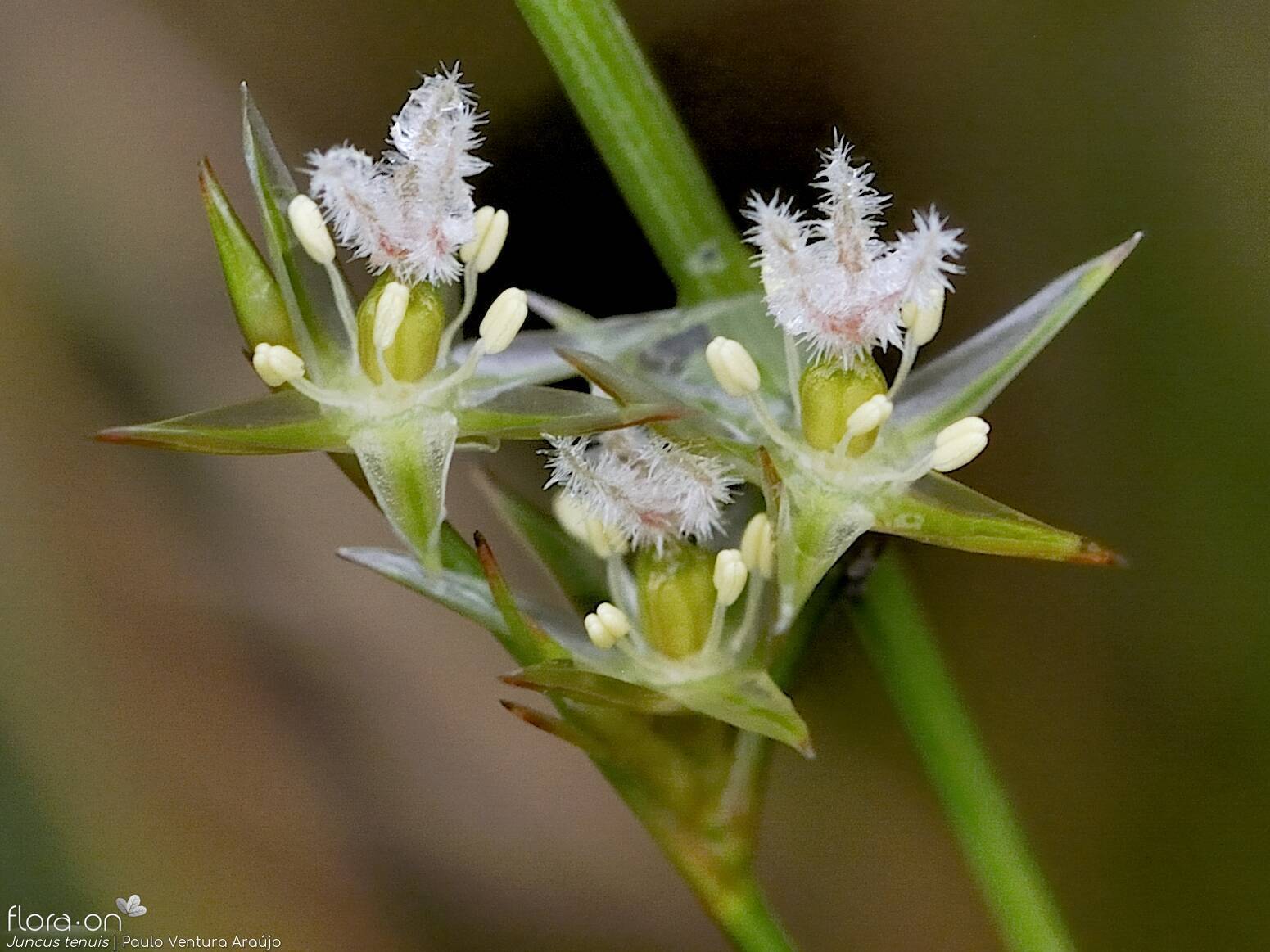 Juncus tenuis - Flor (close-up) | Paulo Ventura Araújo; CC BY-NC 4.0