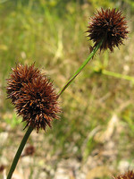 Juncus valvatus