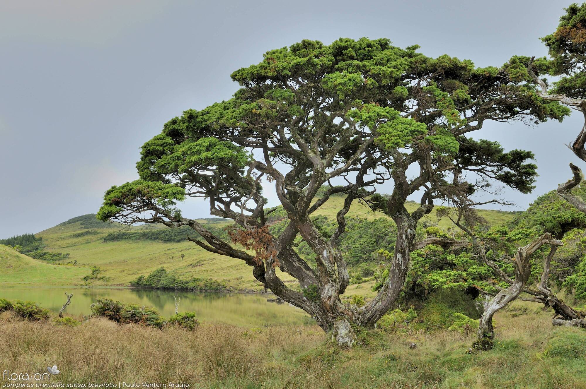 Juniperus brevifolia -  | Paulo Ventura Araújo; CC BY-NC 4.0