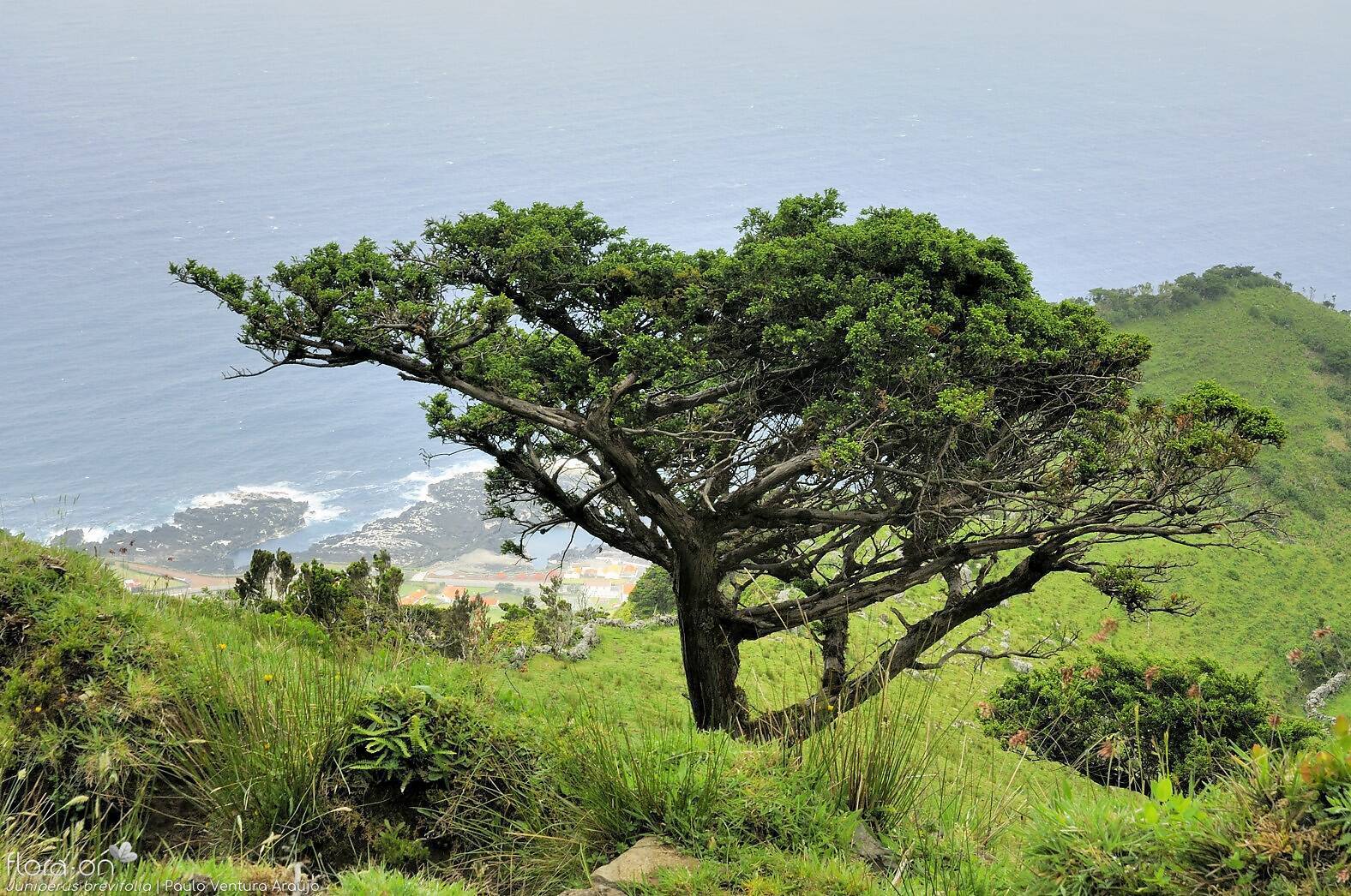 Juniperus brevifolia -  | Paulo Ventura Araújo; CC BY-NC 4.0
