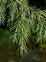 Juniperus cedrus